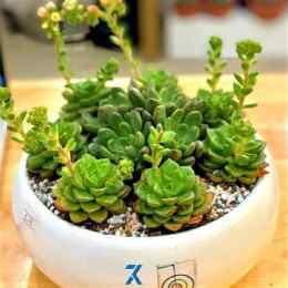 ảnh chụp màn hình bông sen đá