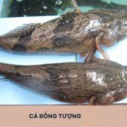 cá bống đá